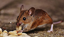 24 Hour & Emergency Exterminators in University of NC, NC